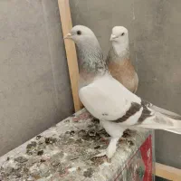 کبوتر سوسنی