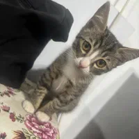 واگذاری گربه های ملوس