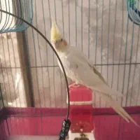 عروس هلندی لوتینو با قفس