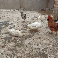 1جفت اردک سفید