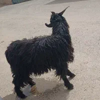 بزغاله نر|حیوانات مزرعه|جوادآباد, |دیوار