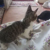 سه تا بچه گربه