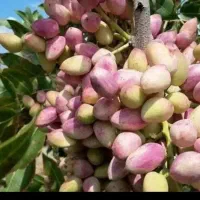 باغمتراژ۵۵۰متر