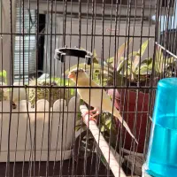 قناری نر|پرنده|مشکین‌دشت, |دیوار