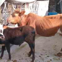 گاو باگوساله نر|حیوانات مزرعه|اطاقور, |دیوار