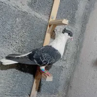 جفت ساده کاکلی|پرنده|مشهد, موعود|دیوار