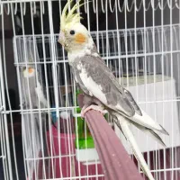 عروس هلندی|پرنده|بافت, |دیوار