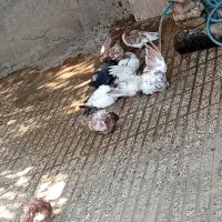 حیوان باوفا