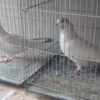 ۳۵عدد کفتر خوب غریب|پرنده|کوهدشت, |دیوار