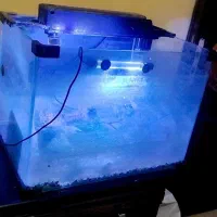 آکواریوم شیشه خم|ماهی|پاکدشت, پاکدشت (مامازند)|دیوار