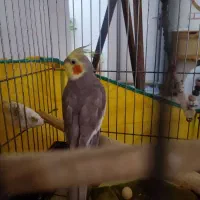 عروس هلندی نر و ماده سخنگو تخم گذار