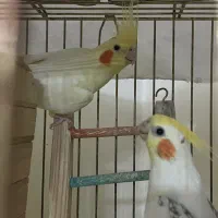 جفت مولد عروس هلندی با چند تخم
