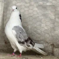 کبوتر نر هما