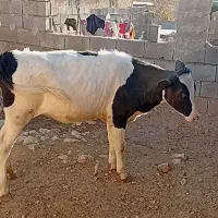 تلیسه مونت اصل واقعآ نژادش اصل