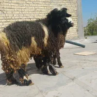 بره غوچی|حیوانات مزرعه|دهدشت, |دیوار