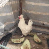 مرغ وخروس