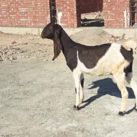 بز پتیری ابستن ۳ماه|حیوانات مزرعه|جیرفت, |دیوار