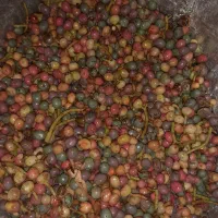 گنوشک تازه