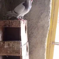 کفتر امام زاد ای