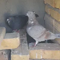 سه تا پرنده نر باهم۶۰۰