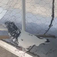 کبوتر