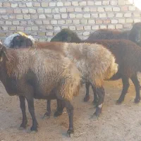 میش آبستن سنگین|حیوانات مزرعه|قزوین, |دیوار