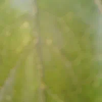 شلتوک برنج نشا برنج