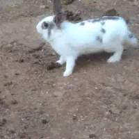 خرگوش