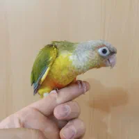 گرینچیک تازه دون خور