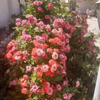 فروش خانه ویلاشیک|فروش خانه و ویلا|رضویه, |دیوار