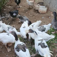قاز محلی اصیل جهت نگهداری