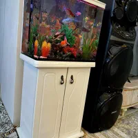 آکواریوم|ماهی|پاکدشت, پاکدشت (مامازند)|دیوار