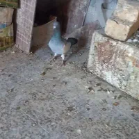 نروماده یهودی آبی|پرنده|مبارکه, |دیوار