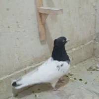 کله سیاه جوون نر بدون ی خال دستکاری تو دمبش