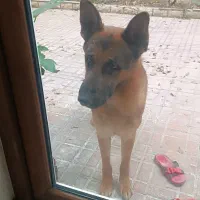 سگ ژرمن دوساله