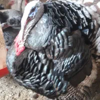 بوقلمون بومی جوان