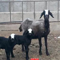 ارسال از شهـر شال میش hfero گوسفند چنـد ژن بره|حیوانات مزرعه|ساری, |دیوار