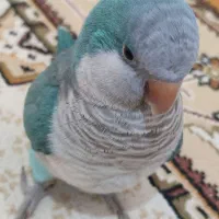 طوطی راهب سخنگو
