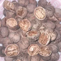 گردوی خوشممزه باکیفیت بقیع