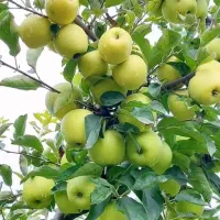 فروش نهال های پربار