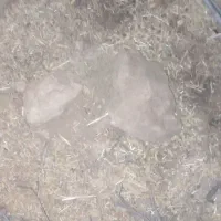 زمین تجاری مسکونی