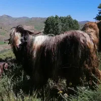بز نر (حچه نر)