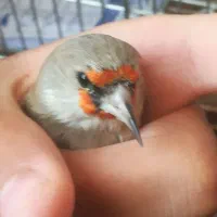 سهره|پرنده|بیرجند, |دیوار