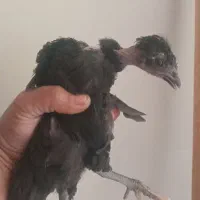 جوجه ۷۰ روزه کله لخت