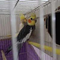 عروس هلندی|پرنده|کوهسرخ, |دیوار