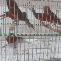 قناری ردبلک سوخته سرخ