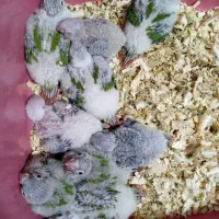 جوجه گرینچیک آناناسی سرلاکی رد