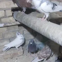 5 تا کفتر پلاکی و پرشی