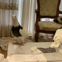 طوقی|پرنده|کرج, فاز ۱ مهرشهر|دیوار