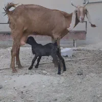 بز جوان و شیری|حیوانات مزرعه|جناح, |دیوار